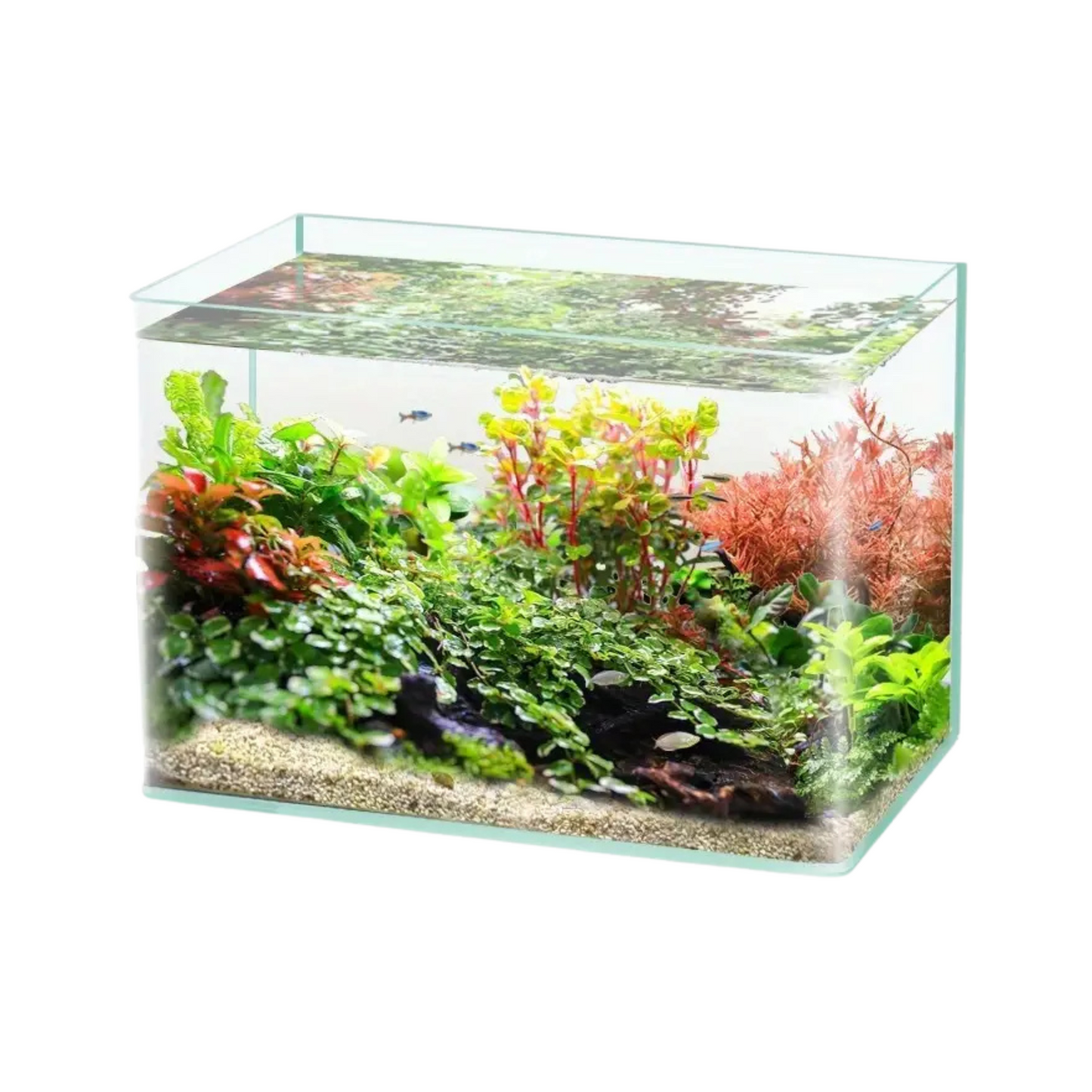 Aquatees Rimless Curved-Front Fish Tanks