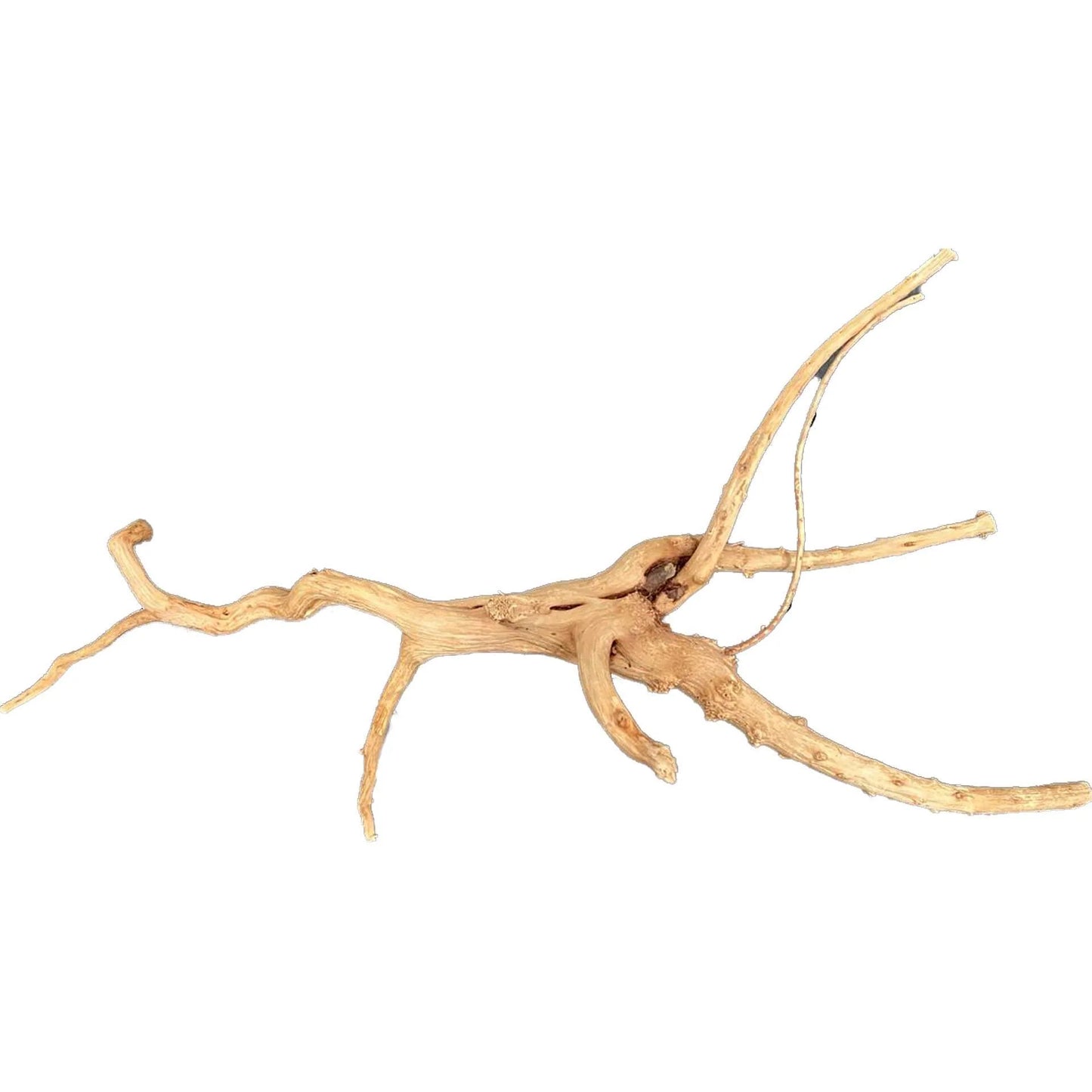 AquaTee's Tweetywood For Aquarium