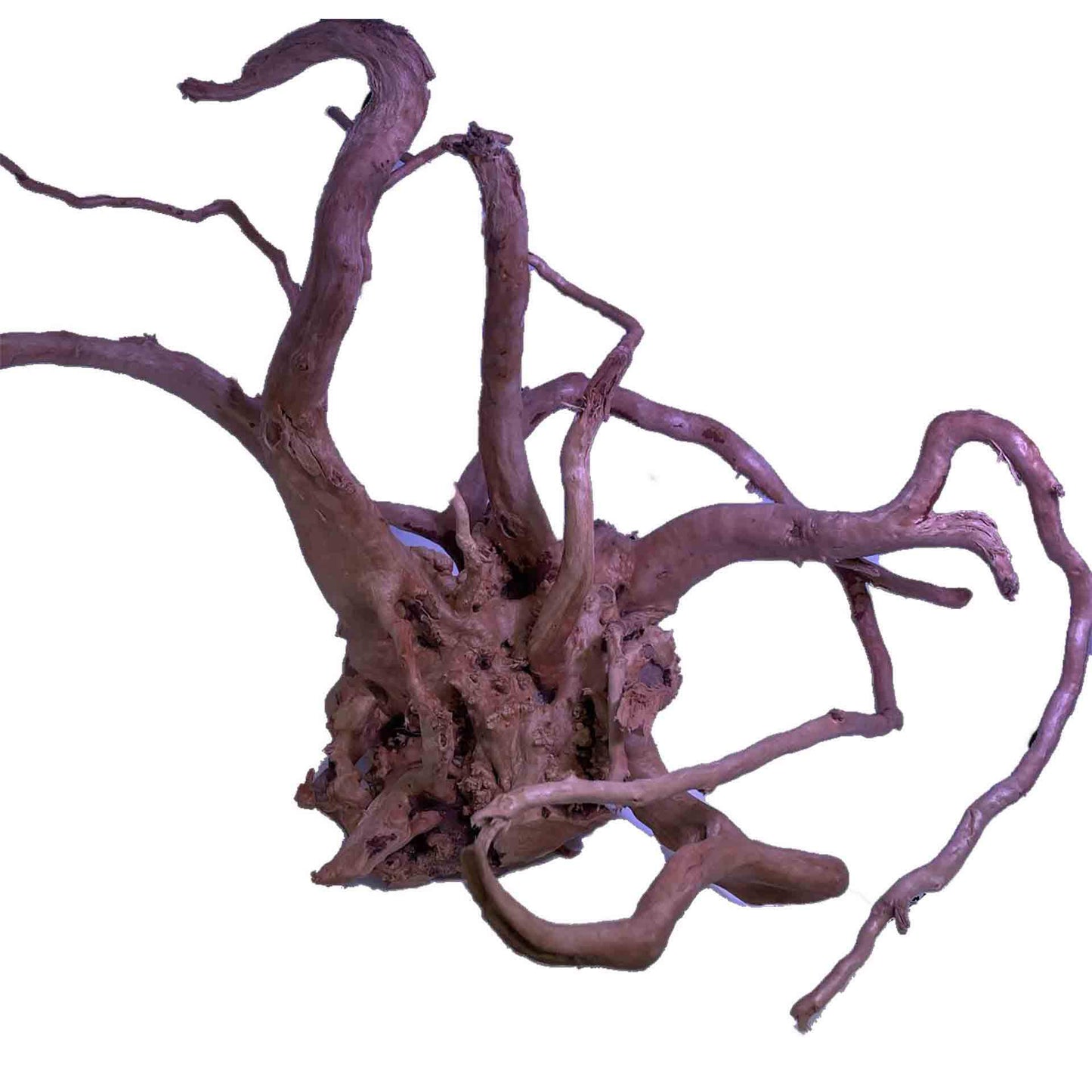 AquaTee's Tweetywood For Aquarium