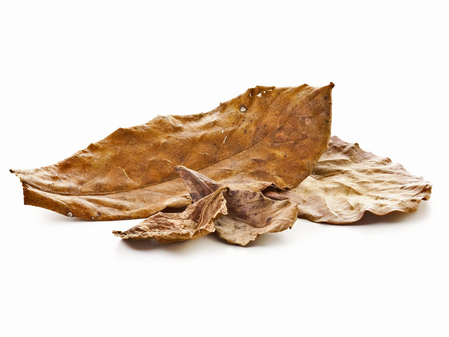 Aquatees Indian Almond Leaves