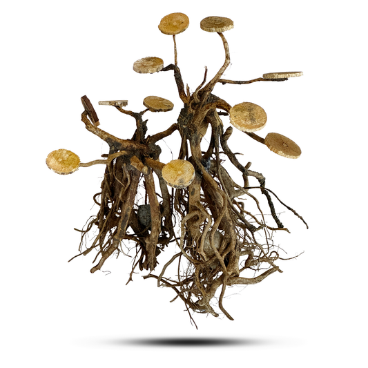 Aquatees Bonsai Tree Fish Tank Ornament Decor