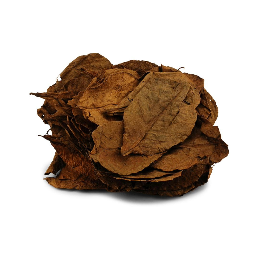 Aquatees Indian Almond Leaves