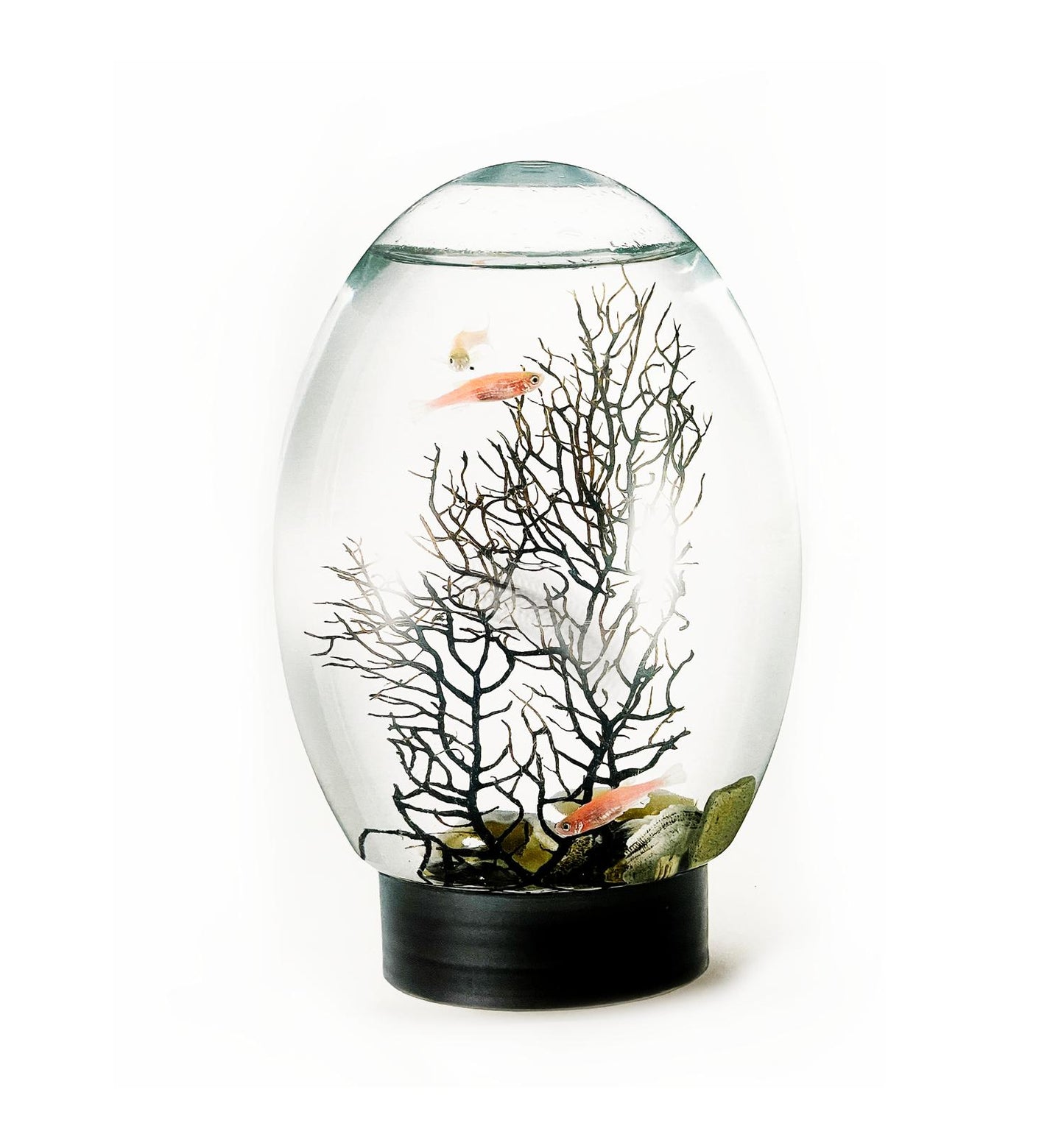 Aquarex V6 Small Desktop Aquarium