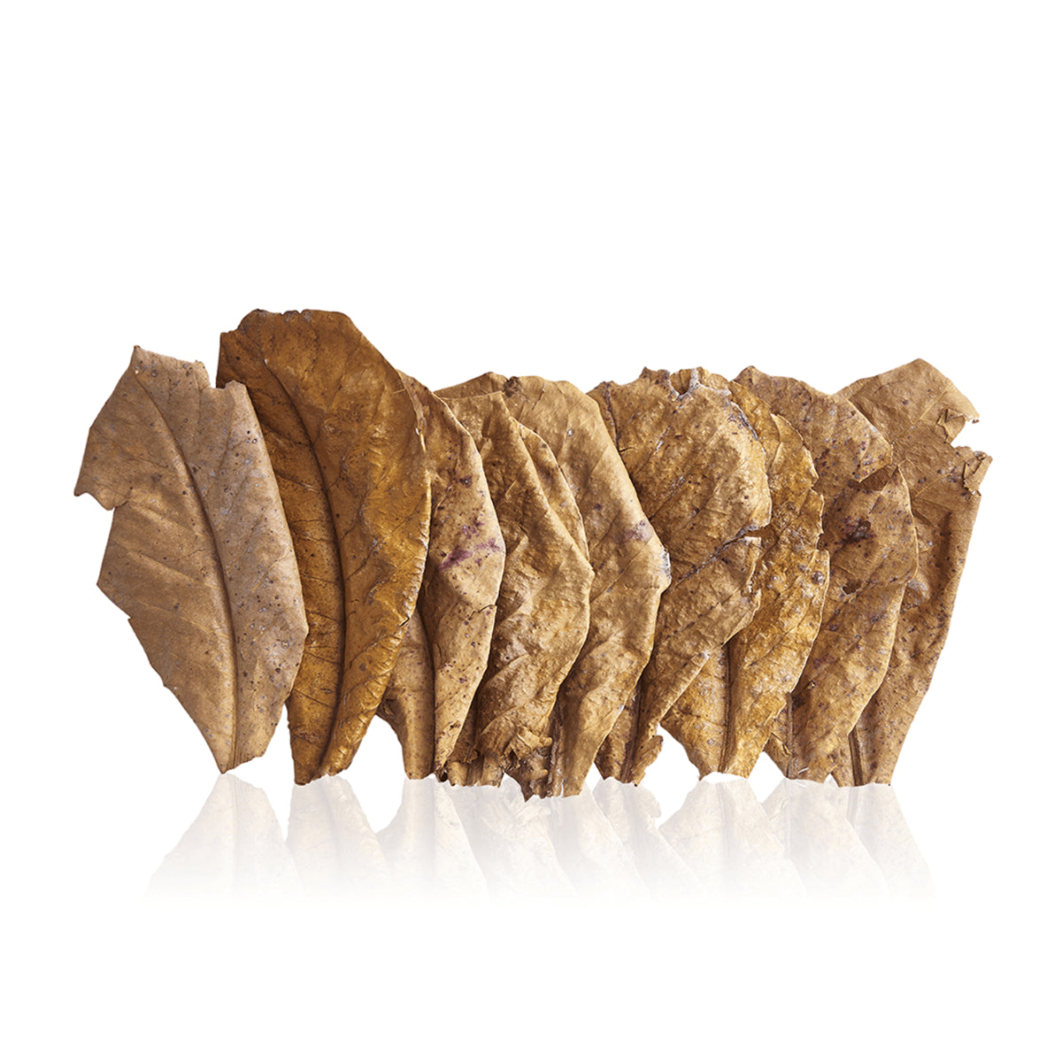 Aquatees Indian Almond Leaves
